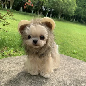 lion yorkie costume