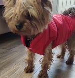 puffer yorkie vest