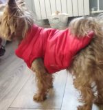 puffer yorkie vest