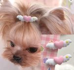 yorkie band accessories