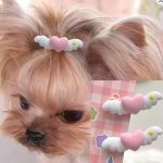 yorkie band accessories