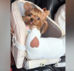 Multifunctional Yorkie Car Seat - Image 2