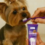 Yorkshire Terrier Toothpaste yorkie care products
