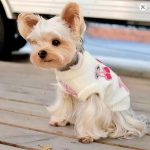 teacup yorkie yorkies gram