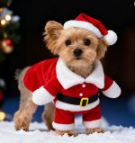 yorkie santa costume