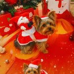 Riding Santa Yorkie Costume 1