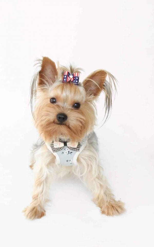 yorkie harness yorkies gram