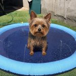 Yorkie Splash Summer Pool
