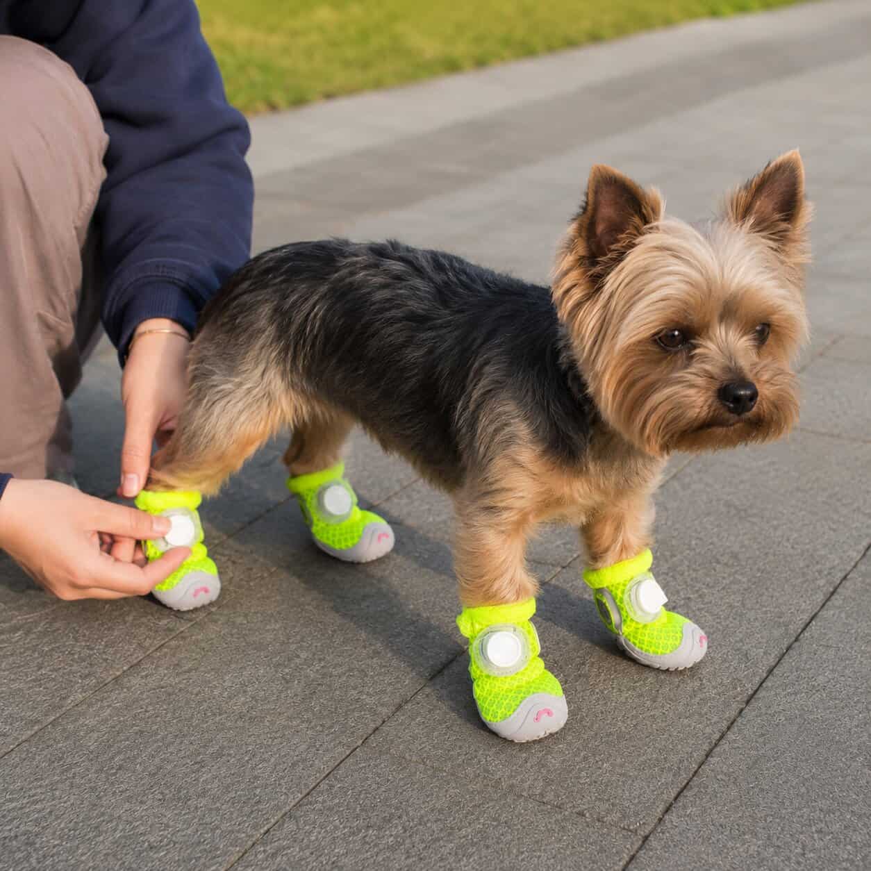 yorkie-mesh-sneakers-1 Yorkie Mesh Sneakers - Image 1