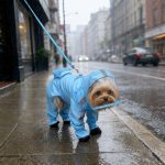 Yorkie Waterproof Raincoat