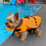 Dragon Yorkie Life Jacket - Image 2